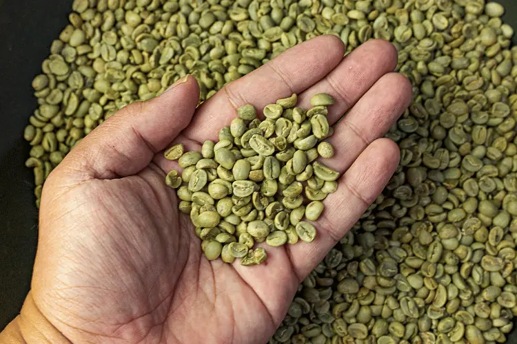 Man's Hand Holding Green Coffee Beans